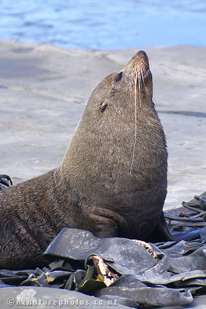 King of the Rock