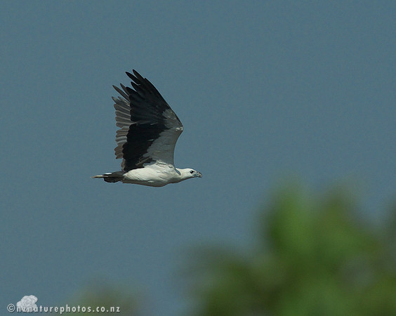 Sea Eagle