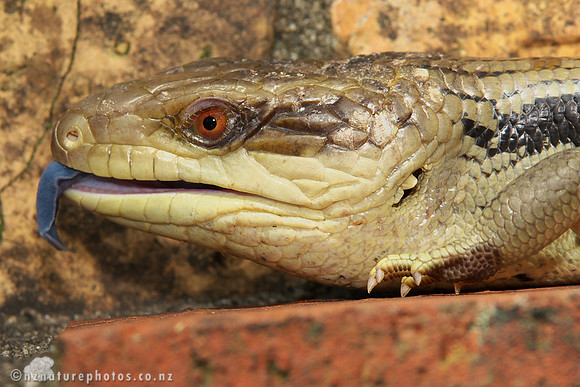Blue Tongued Skink