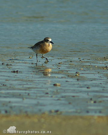 NZ Dotterel- Urupukapuka Island