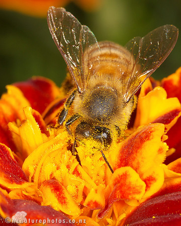 A face full of petals
