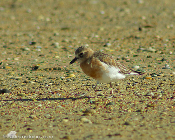 NZ Dotterel- Urupukapuka Island
