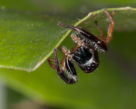 Trite planiceps