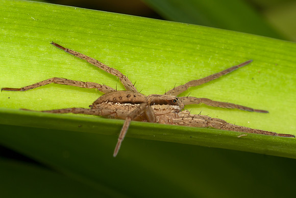 Male Nurseryweb Spider