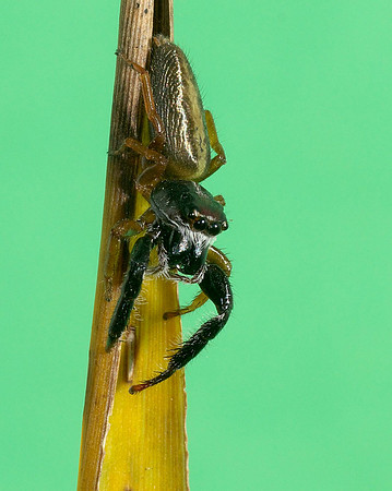 Trite planiceps