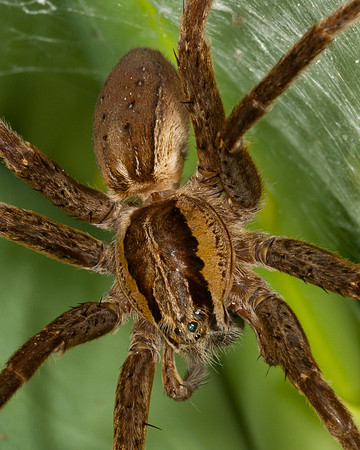 Close-up- female nurseryweb spider