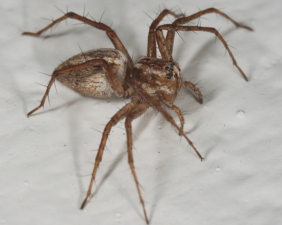 Lynx Spider