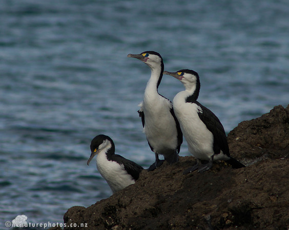 Pied Shag- Urupukapuka Island