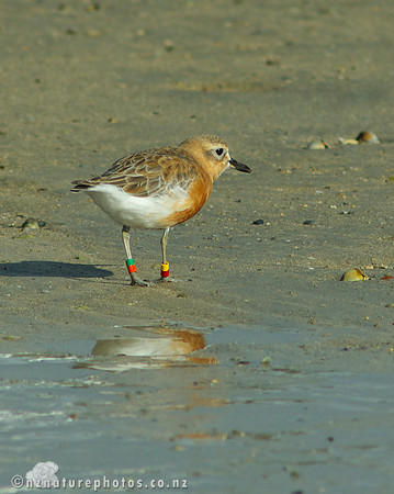 NZ Dotterel- Urupukapuka Island