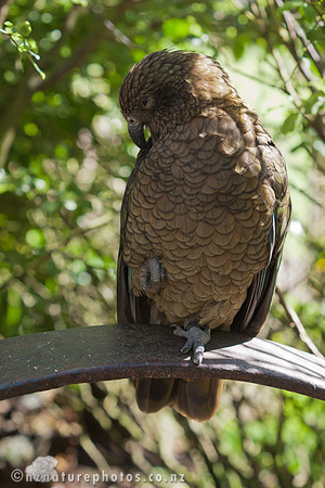 Kea