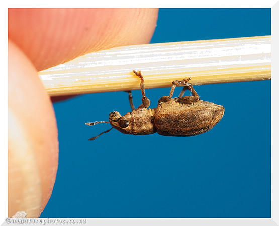 Weevil