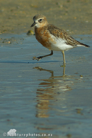 NZ Dotterel- Urupukapuka Island