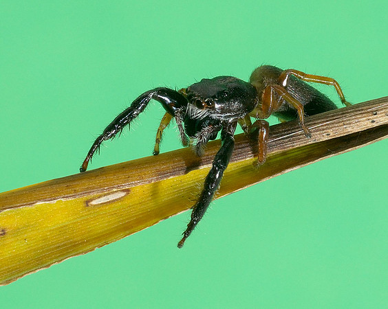 Trite planiceps