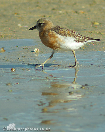 NZ Dotterel- Urupukapuka Island