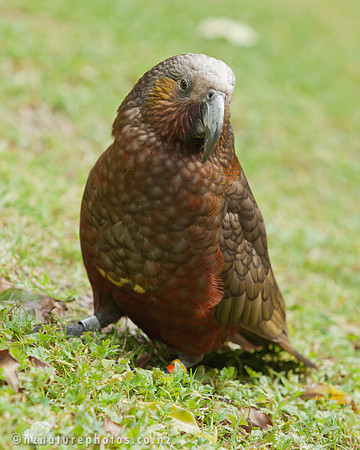 Kaka