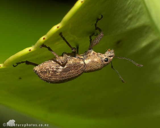 Weevil