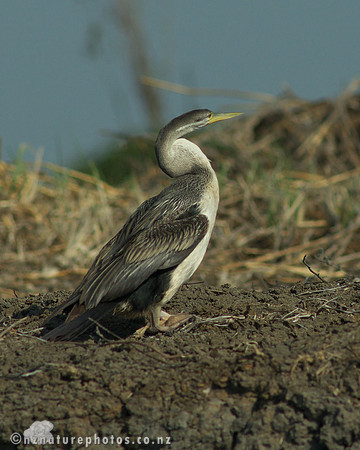 Australian Darter