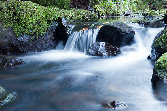 Forest stream