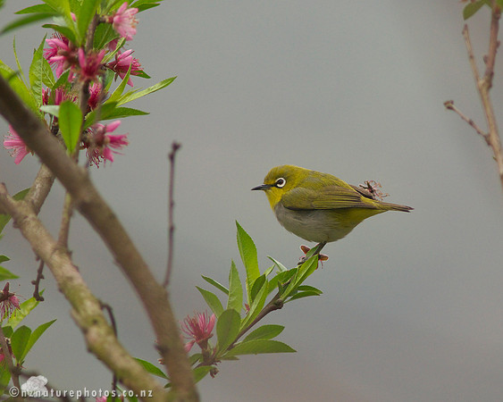 Chestnut-flanked White-eye