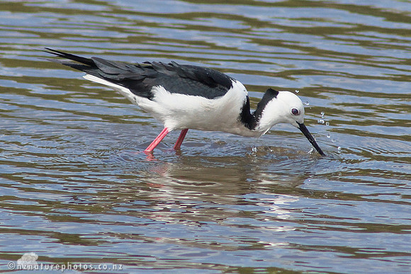 Pied Stilt