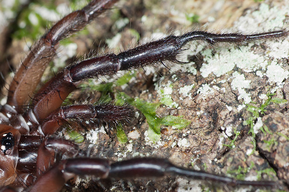 Tunnelweb