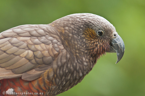 Kaka