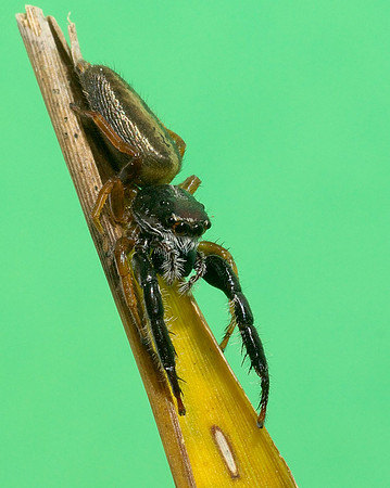 Trite planiceps