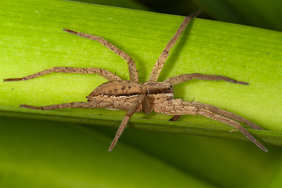 Male Nurseryweb Spider
