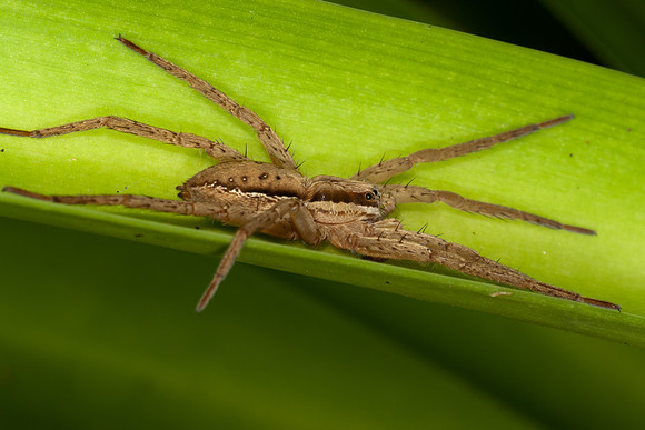 Male Nurseryweb Spider