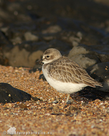 NZ Dotterel- Waitangi