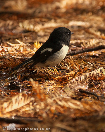 Male Miromiro