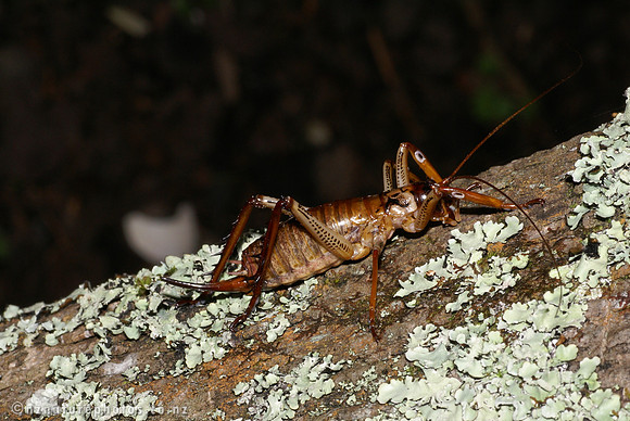 #2 Female Bush Weta