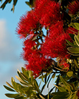 Pohutakawa