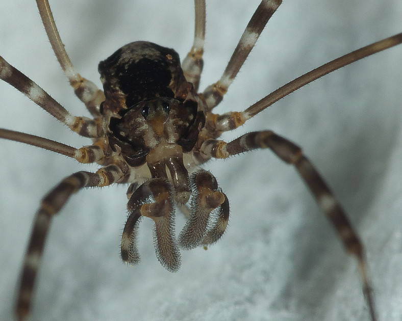NZ Nature Photos | Harvestmen (Opilionids)