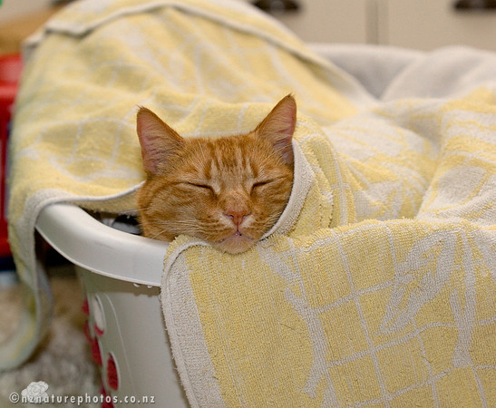 Cutie burrowed in laundry basket