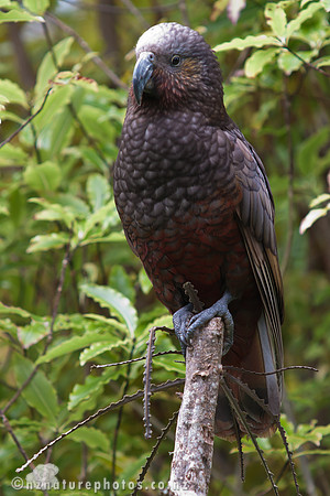 Kaka