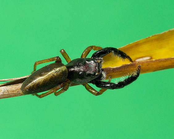 Trite planiceps