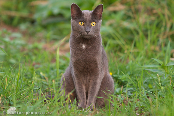 Wary Cat