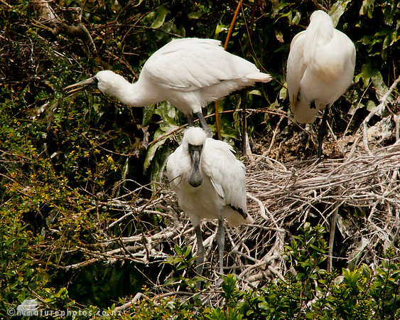 Royal Spoonbill Nest