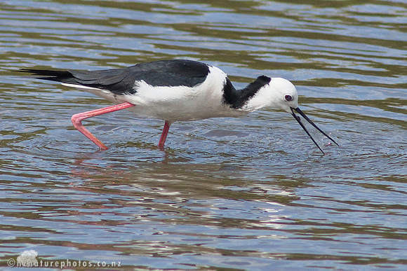 Pied Stilt