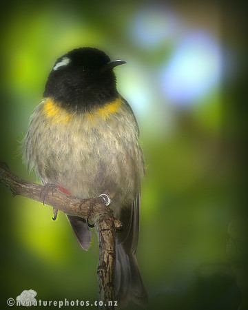 Hihi