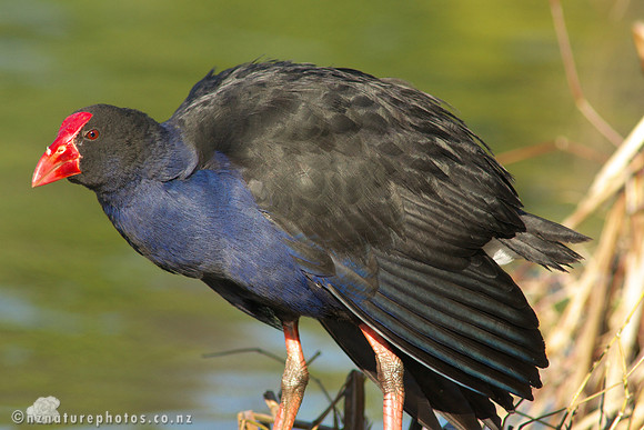 Pukeko