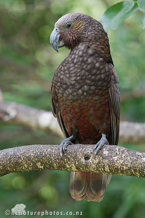 Kaka