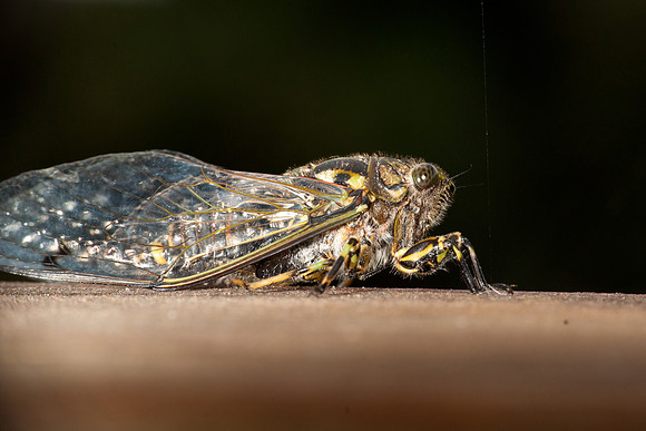 Cicada