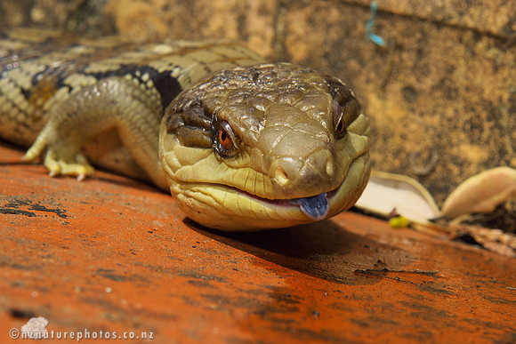 Blue Tongued Skink