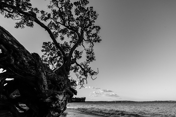 Dark Pohutakawa