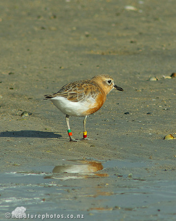 NZ Dotterel- Urupukapuka Island