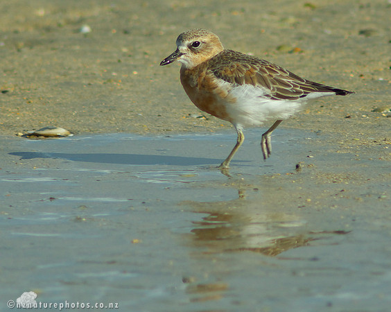 NZ Dotterel- Urupukapuka Island