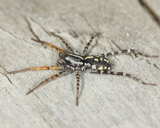 Fleet-footed Spider