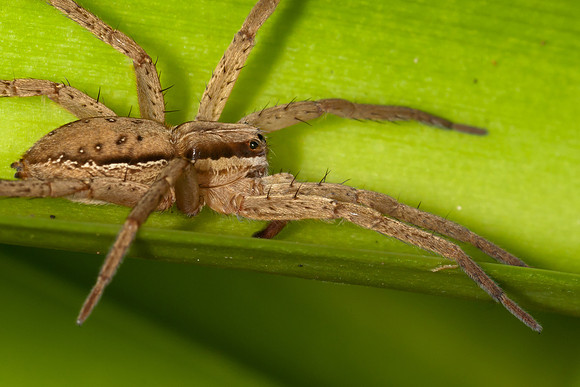 Male Nurseryweb Spider